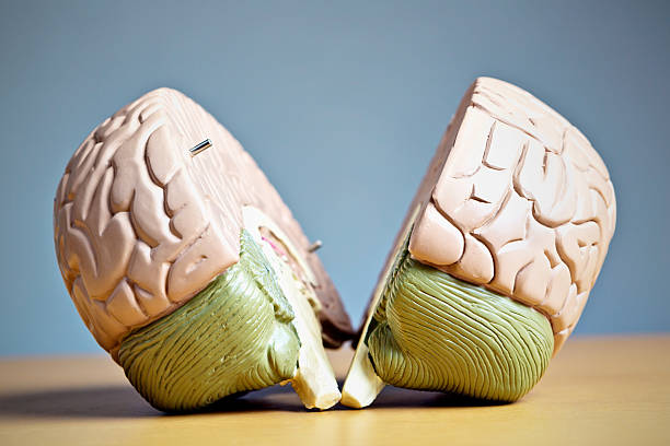 istock Schizophrenia or a split personality: two halves of model brain 168584045