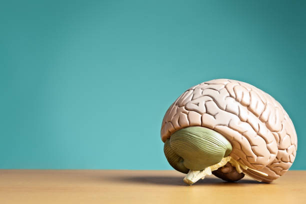 istock Something to think about: model brain sits on desk 168584052