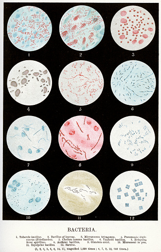 Vintage colour lithograph of Bacteria, including, Tubercle bacillus, Leprosy, Micrococcus tetragenus, Pneumoniae diplcoccus, Cholera, Typhoid, Relapsing fever spirillum, Anthras, Glanders cocci, Micrococci in pus, Erysipelas bacillus, and Sarcina