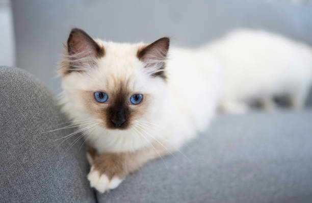 istock Ragdoll cat outdoors 1685861252