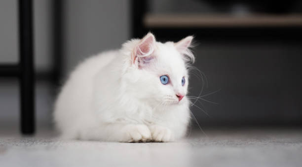 istock Ragdoll kitten cat at home 1685861253