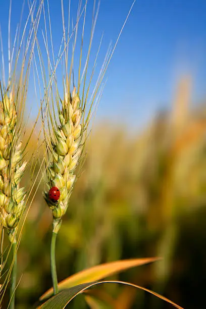 Photo of Ladybug sitting on wheat.