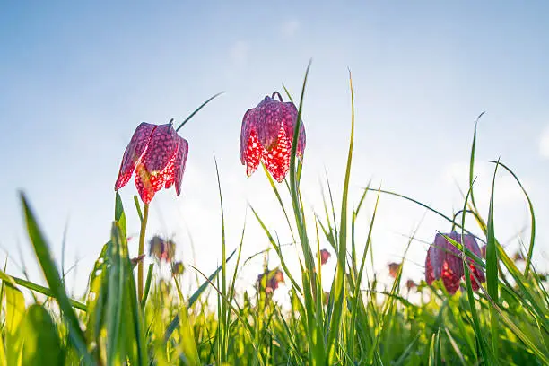Snake's head fritillary or Checkered Daffodil in a sunset at the end of a beautiful spring day.