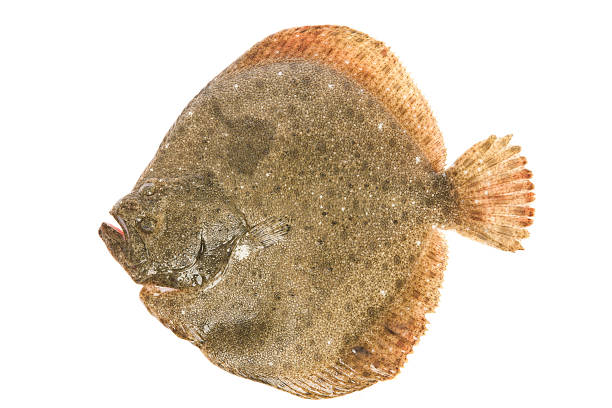 turbot Isolated shot of a fresh turbot.Vivid bright skin turbot stock pictures, royalty-free photos & images
