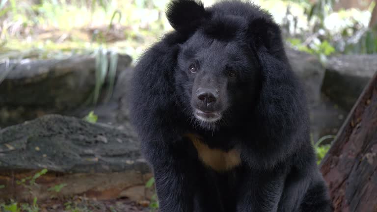 Asian black bear