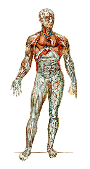 Vintage colour lithograph of the human body, with the anterior walls of the chest and abdomen removed, in the left arm and leg the superficial veins are seen; in the right arm and leg the dissection has been carried further so as to expose the muscles.
