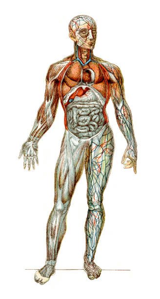The Human Body Vintage colour lithograph of the human body, with the anterior walls of the chest and abdomen removed, in the left arm and leg the superficial veins are seen; in the right arm and leg the dissection has been carried further so as to expose the muscles. vintage medical diagrams stock illustrations