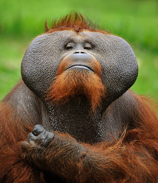 wer ist hier der boss? - ape majestic monkey leadership stock-fotos und bilder