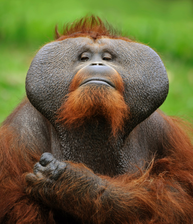 close-up of a proud orangutan