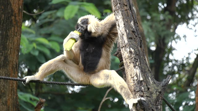 Gibbon resting