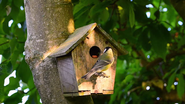 Great tit (Parus major) on bird house pecking food