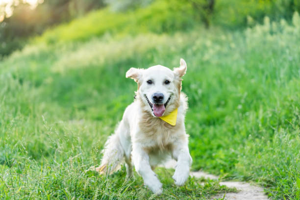 istock Golden retriever dog running on grass 1685899539