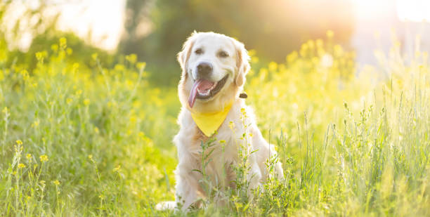 istock Cute dog on field with flowers 1685899542
