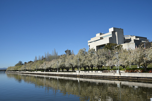 At springtime, trees go into full bloom in front of the High Court of Australia (Canberra).