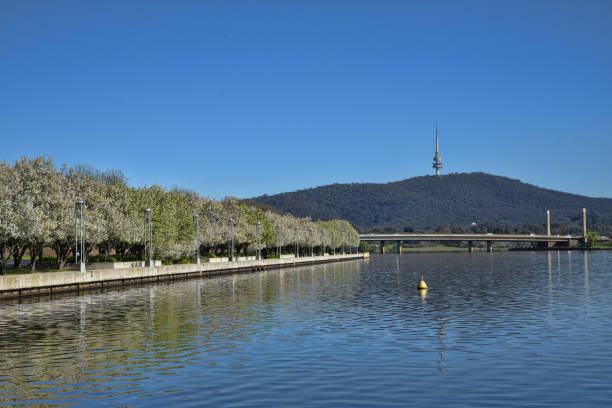 istock Lake borded by trees in full bloom 1685903467