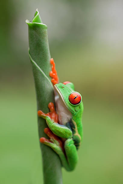 istock Frog on a plant in its natural environment 168590458