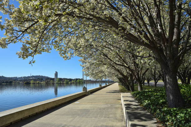 istock Long walking path along the lake with trees in full bloom 1685905458
