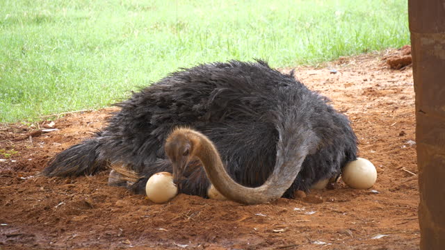 Ostrich hatching eggs