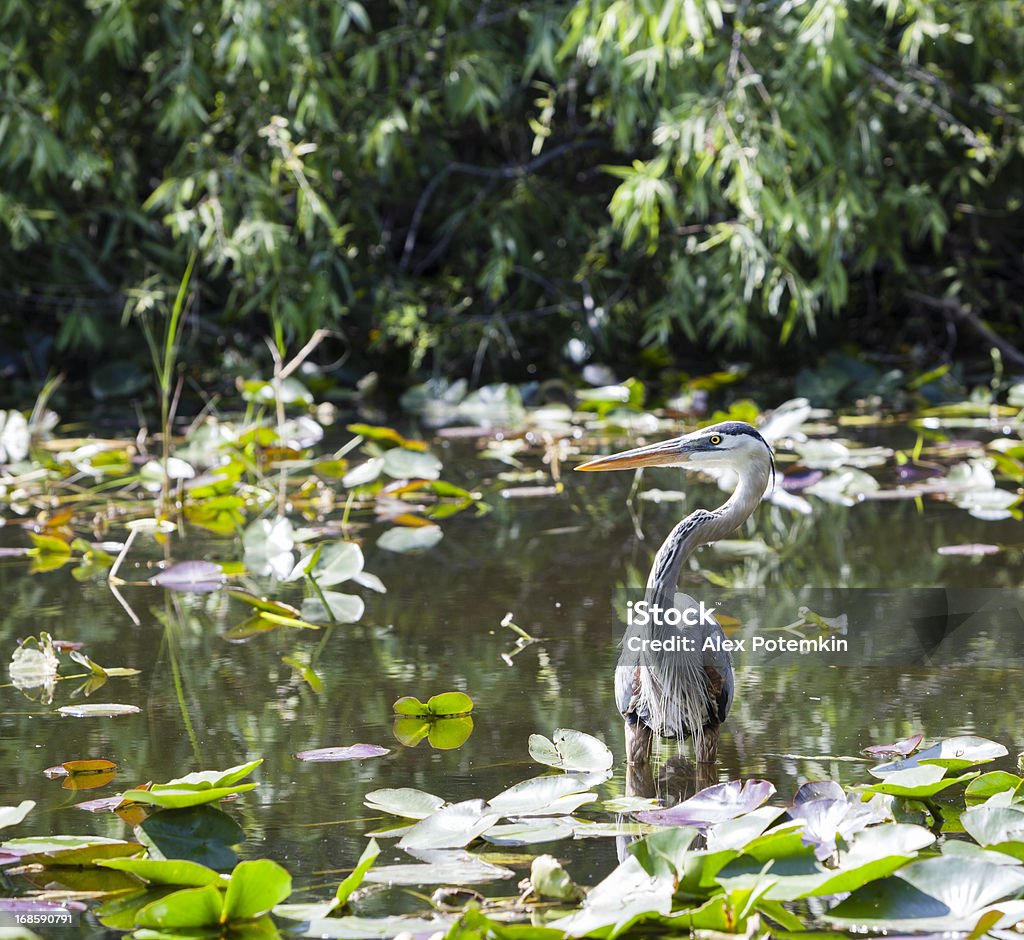 Grand héron bleu dans les Everglades - Photo de Faune libre de droits