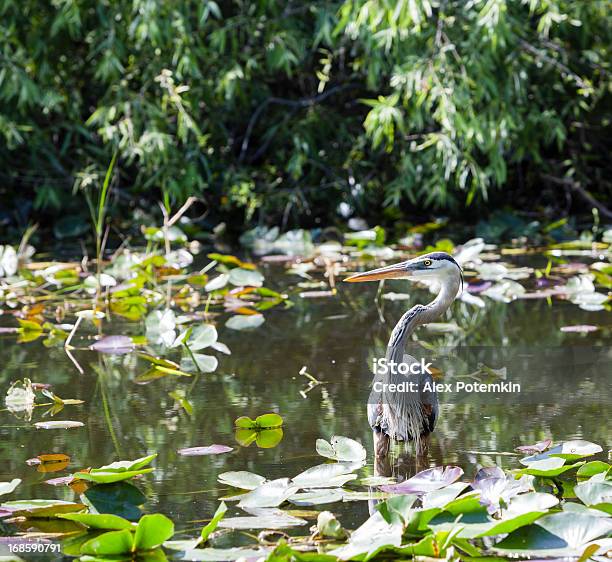 Photo libre de droit de Grand Héron Bleu Dans Les Everglades banque d'images et plus d'images libres de droit de Faune - Faune, Parc National des Everglades, Animaux à l'état sauvage