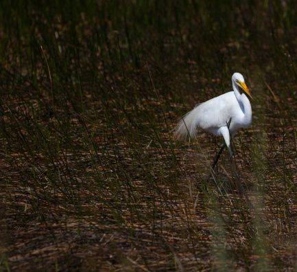 Great white heron in Everglades National Park, Florda, USA