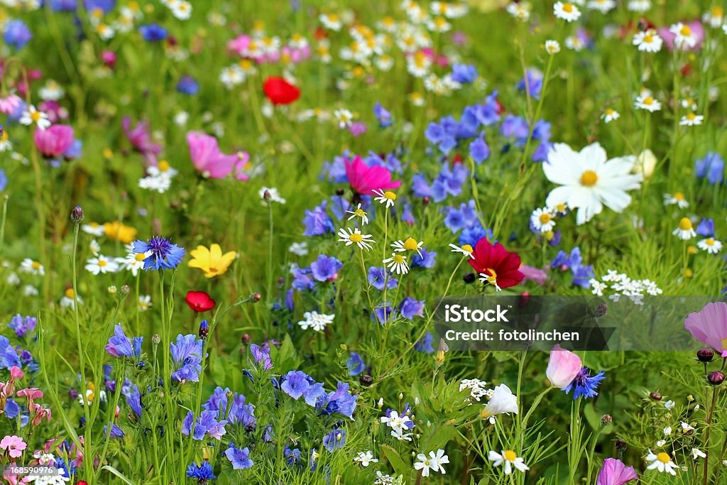 Wildblumen - Lizenzfrei Blume Stock-Foto