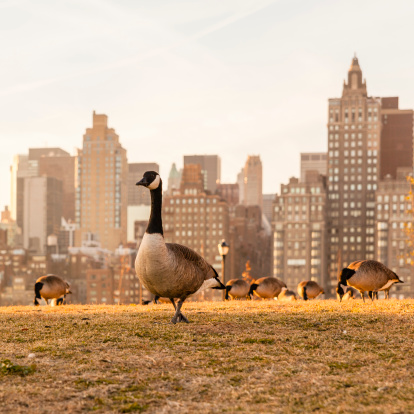 Flock of Geese on Roosevelt Island