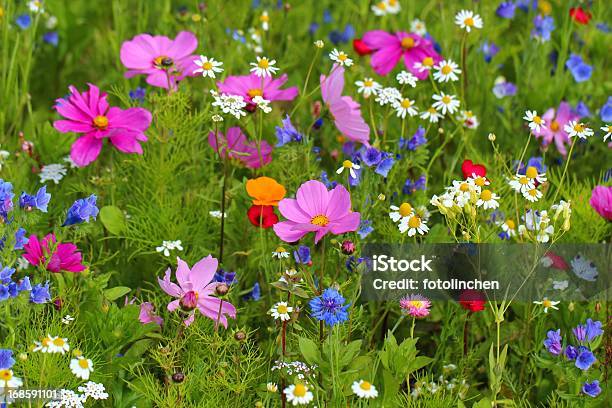 Wildblumen Stockfoto und mehr Bilder von Alternative Medizin - Alternative Medizin, Blume, Blüte