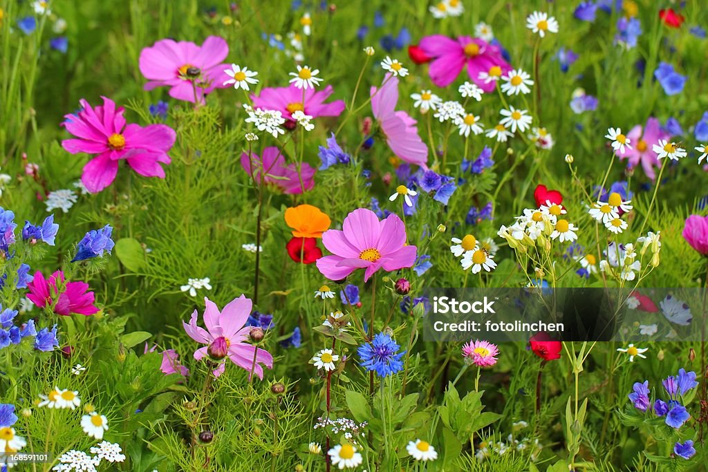 Полевые цветы - Стоковые фото Альтернативная медицина роялти-фри