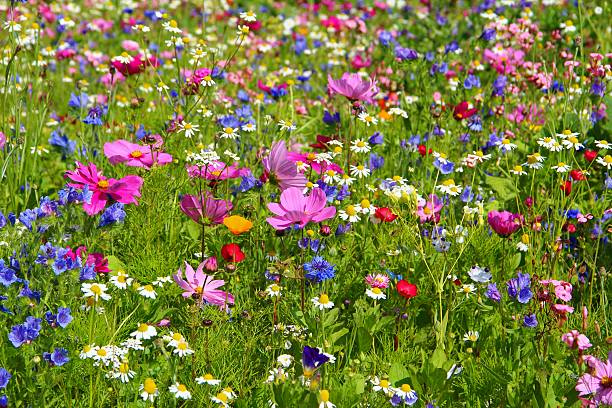 łonie natury - flower blumenwiese meadow flower head zdjęcia i obrazy z banku zdjęć