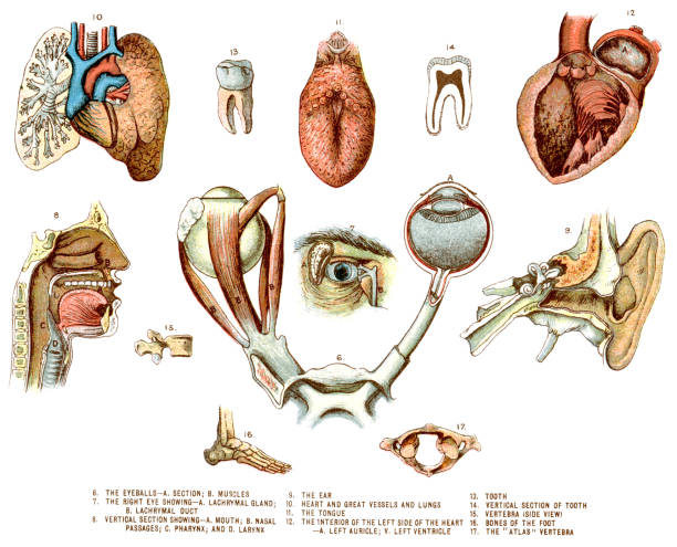 Human Anatomy Vintage colour lithograph of elements of Human Anatomy , including the eyeballs and there muscles, mouth and nasel passages, the ear, heart and lungs, the tongue, toothm vertebra and bones of the foot. vintage medical diagrams stock illustrations