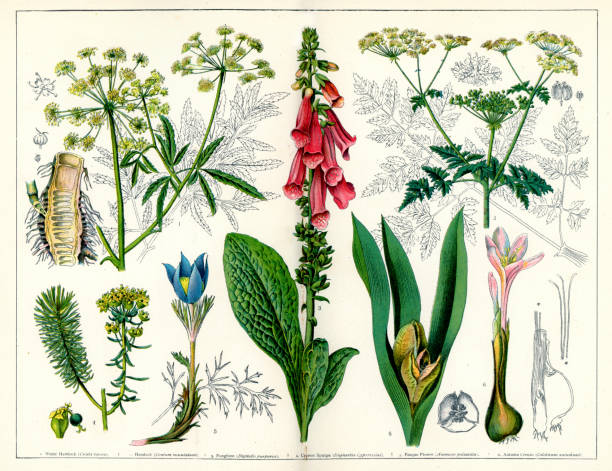 210+ Digitalis Purpurea Foxglove Plants Antique Illustration Stock