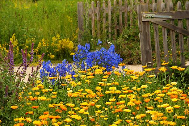calendula officinalis hoa - flower garden path hình ảnh sẵn có, bức ảnh & hình ảnh trả phí bản quyền một lần