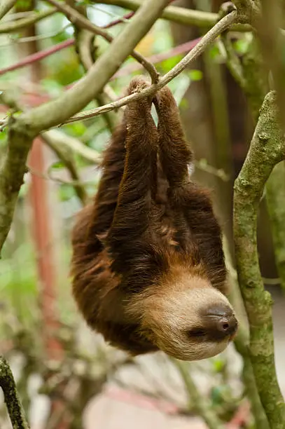 This is an image of a cute two toed sloth in central america.
