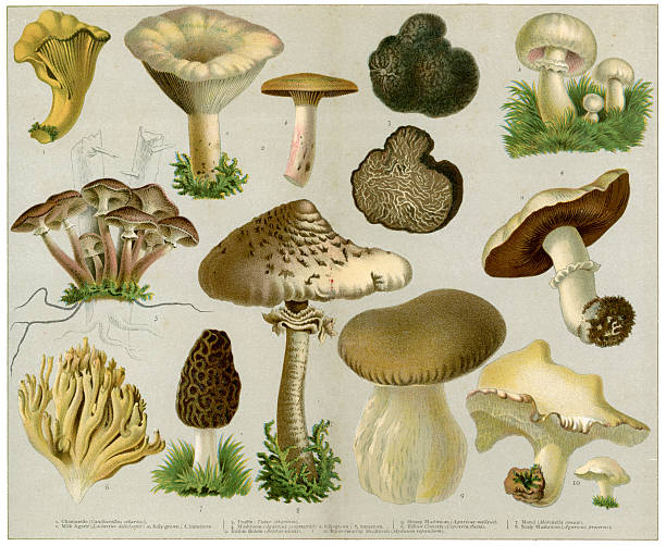 illustrazioni stock, clip art, cartoni animati e icone di tendenza di funghi commestibile - morel mushroom