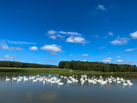 Large flock of mute swans (Cygnus olor) swimming in a pond.