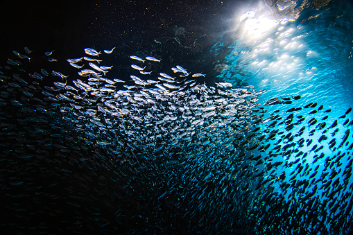Sunlight shining through large school of small bait fish swimming in murmuration through a dark ocean cave. Photographed at Swallows cave while free diving in Tonga.
