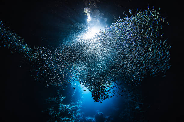 istock Sunlight shining through large school of small bait fish swimming murmuration through a dark ocean cave 1685933911