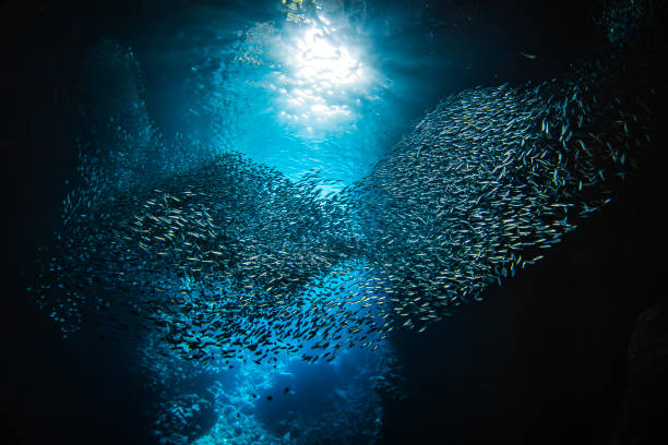 istock Sunlight shining through large school of small bait fish swimming murmuration through a dark ocean cave 1685934032