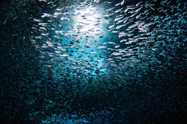 istock Sunlight shining through large school of small bait fish swimming murmuration through a dark ocean cave 1685934045
