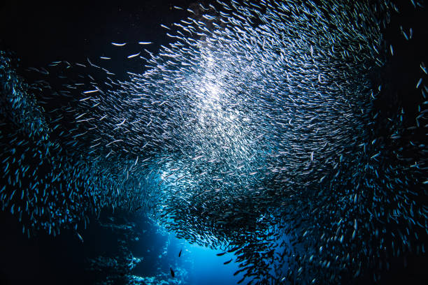 istock Sunlight shining through large school of small bait fish swimming murmuration through a dark ocean cave 1685934379