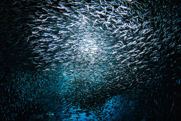 istock Sunlight shining through large school of small bait fish swimming murmuration through a dark ocean cave 1685934549