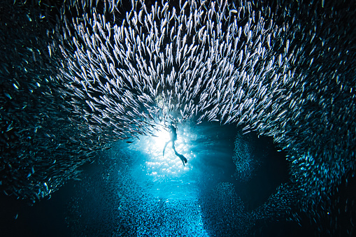 Free diver swimming through large school of bait fish swimming in murmuration in a dark ocean cave. Photographed at Swallows cave while free diving in Tonga.