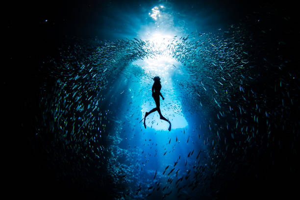 free diver swimming through large school of bait fish swimming in murmuration in a dark ocean cave - onderzee fotos stockfoto's en -beelden