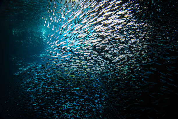 어두운 바다 동굴을 통해 헤엄치는 작은 미끼 물고기의 큰 무리를 통해 햇빛이 비치고 있습니다 - school of fish flash 뉴스 사진 이미지