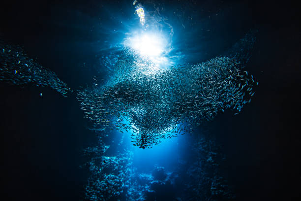 istock Sunlight shining through large school of small bait fish swimming murmuration through a dark ocean cave 1685935580