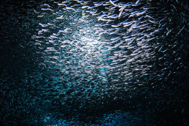 istock Sunlight shining through large school of small bait fish swimming murmuration through a dark ocean cave 1685935582