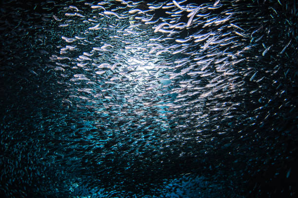 солнечный свет, просвечивающий сквозь большой косяк мелких рыб-приманок, плывущих по темной океанской пещере - school of fish flash стоковые фото и изображения