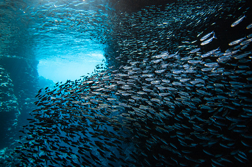 Sunlight shining through large school of small bait fish swimming in murmuration through a dark ocean cave. Photographed at Swallows cave while free diving in Tonga.