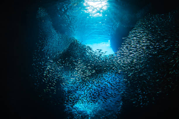 어두운 바다 동굴을 통해 헤엄치는 작은 미끼 물고기의 큰 무리를 통해 햇빛이 비치고 있습니다 - school of fish flash 뉴스 사진 이미지